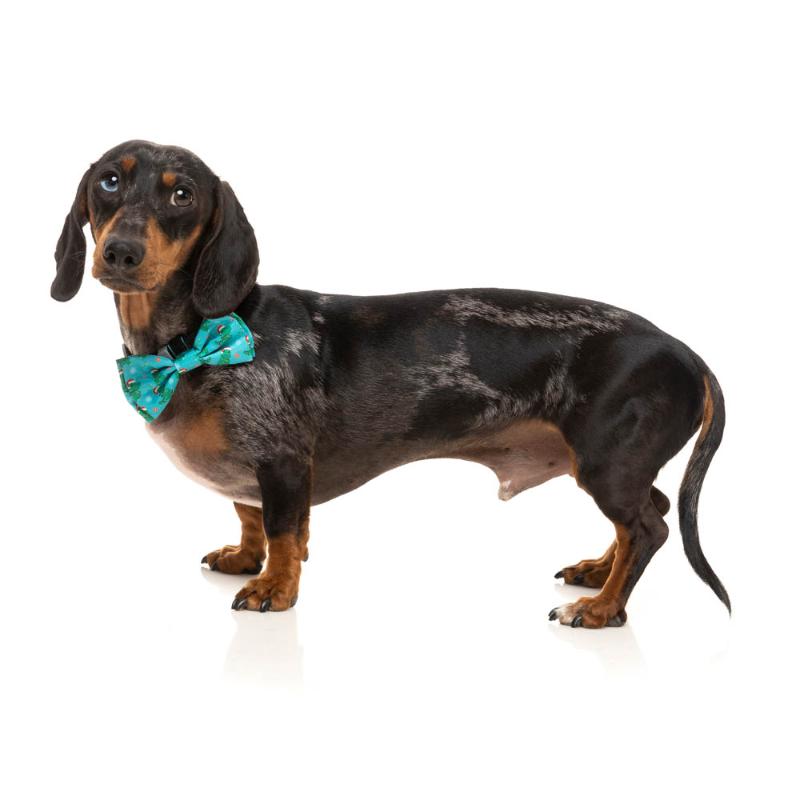 Tree Rex Pet Bowties