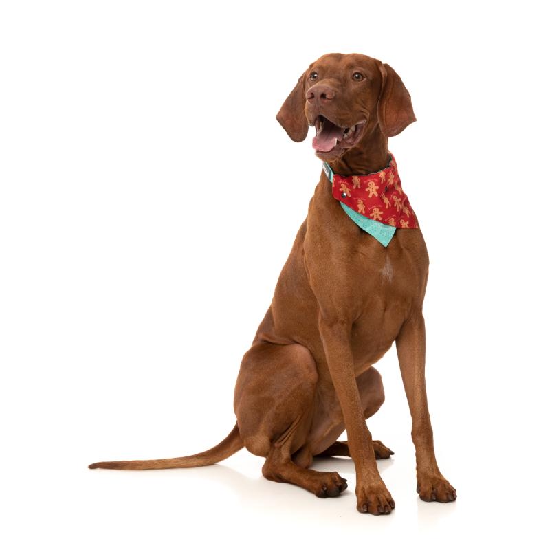 Bandana pour chien - Noël
