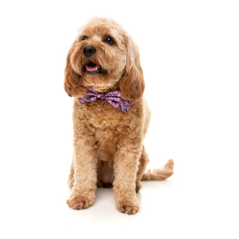 Siesta Fiesta Pet Bowtie