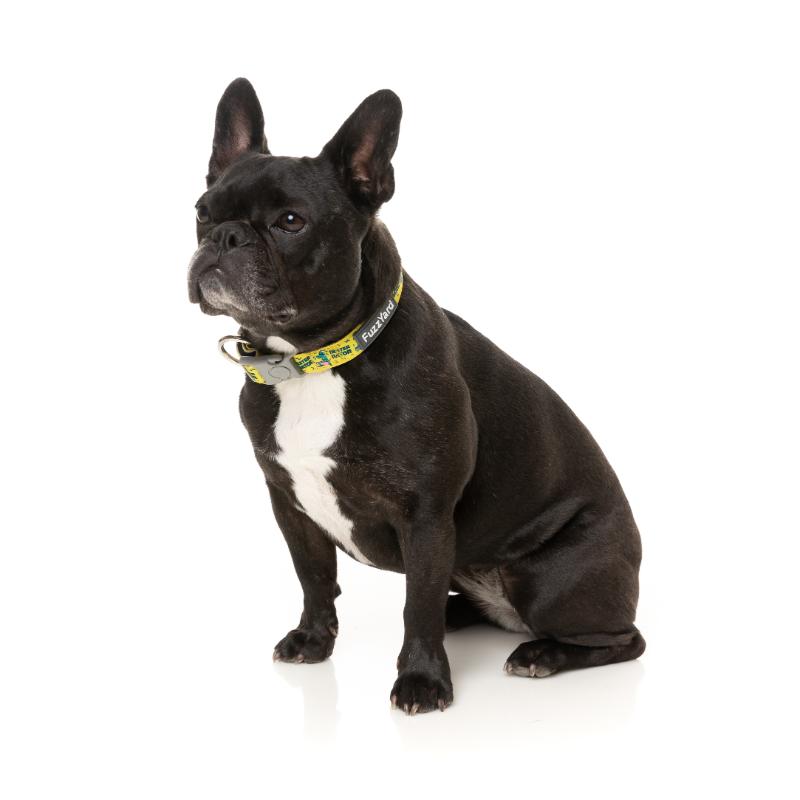 Sk8ter Gator Dog Collar