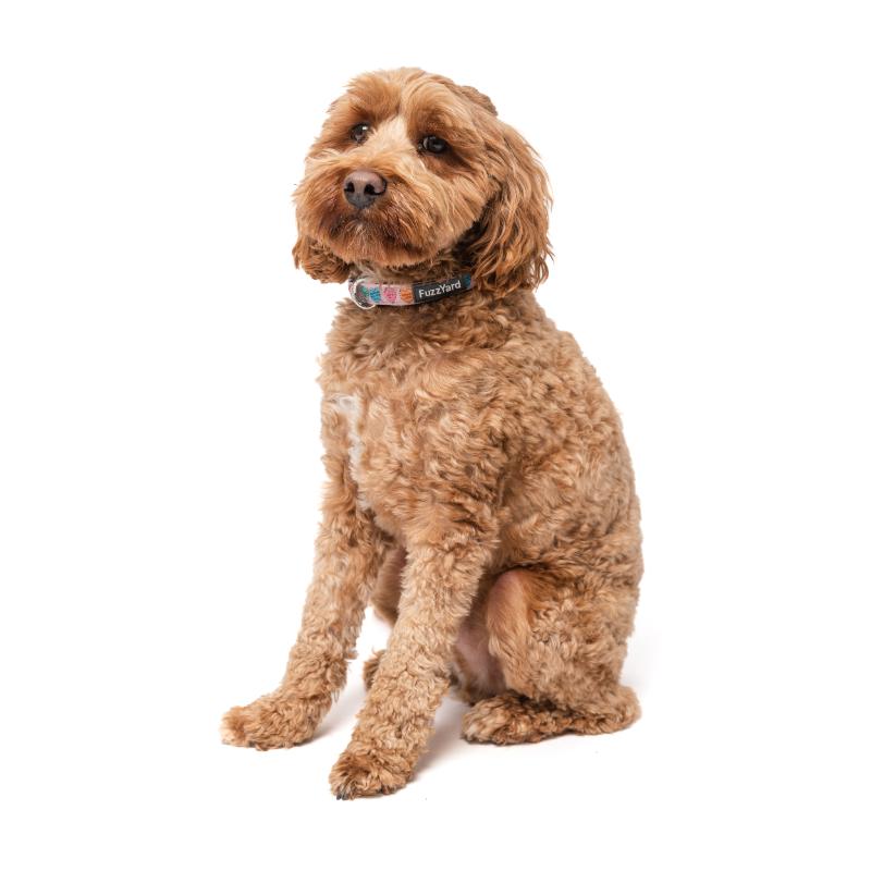 Candy Hearts Dog Collar