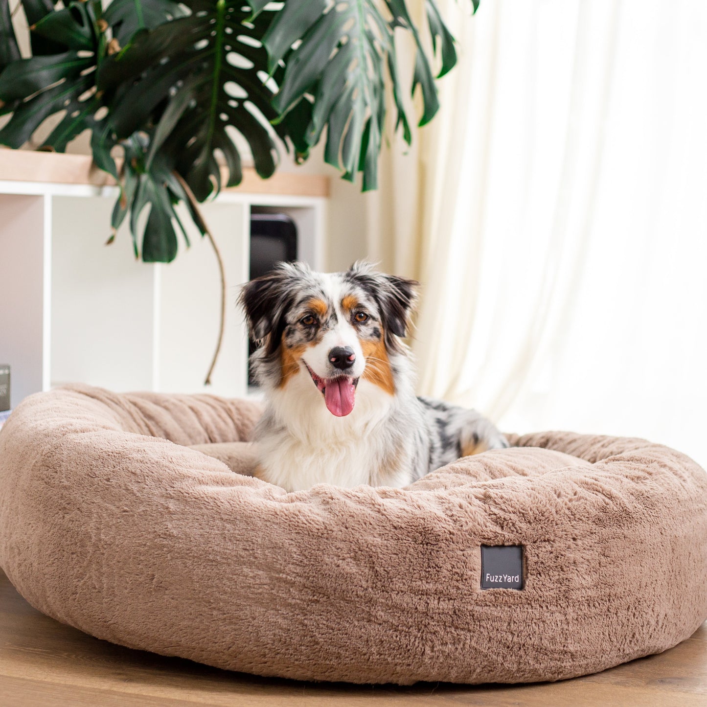 Dog sitting on a fluffy beige pet bed in a home setting with a plant and books in the background.