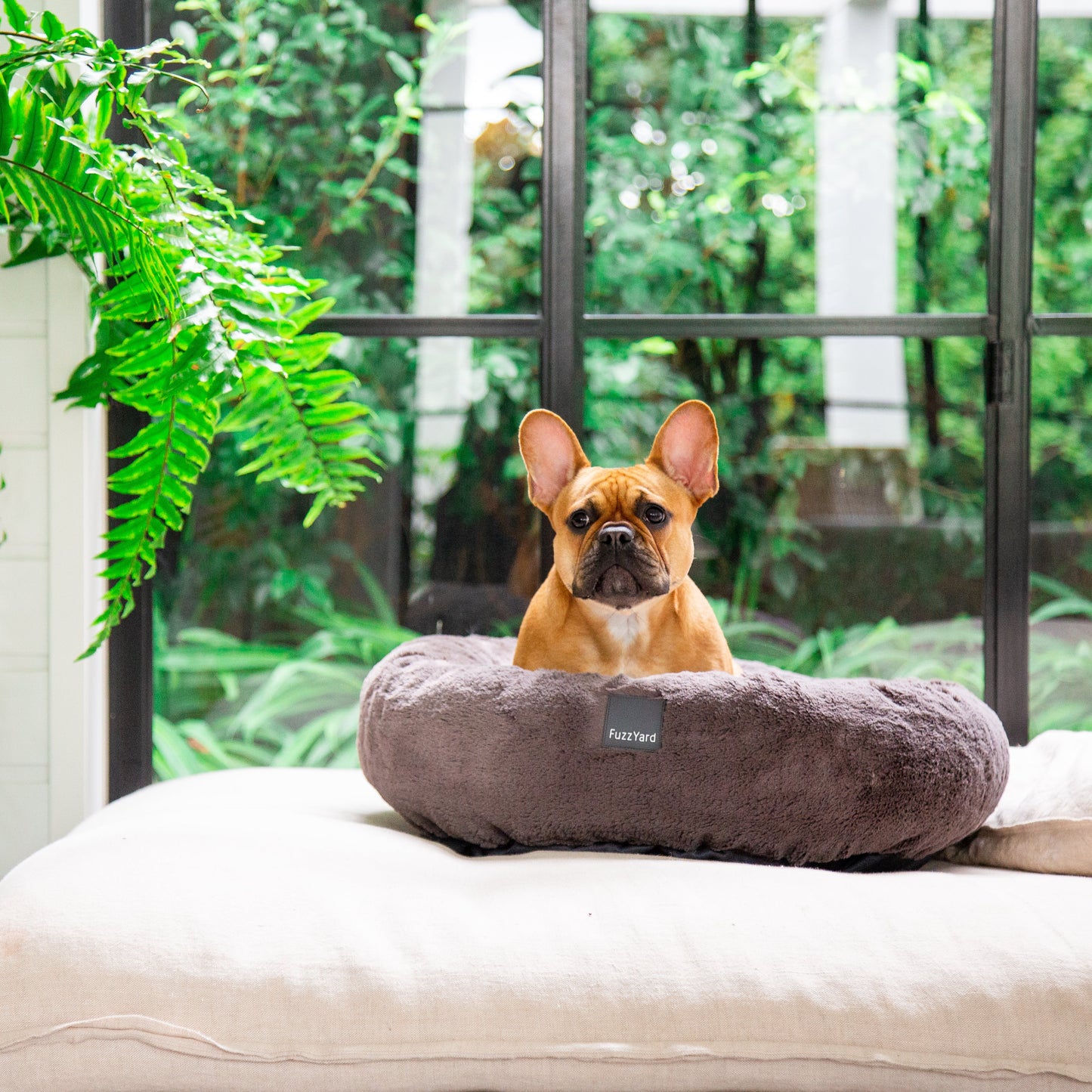 Dog lying on a fluffy pillow in a room with plants and large windows.