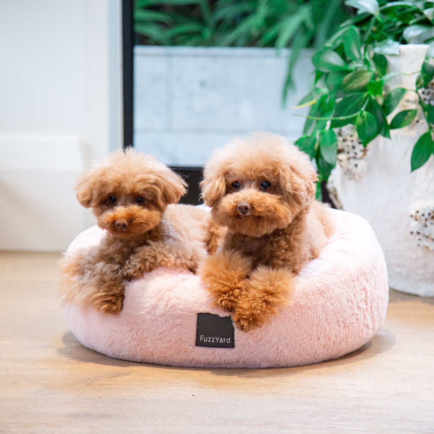 Two fluffy dogs on a pink pet bed with a plant in the background