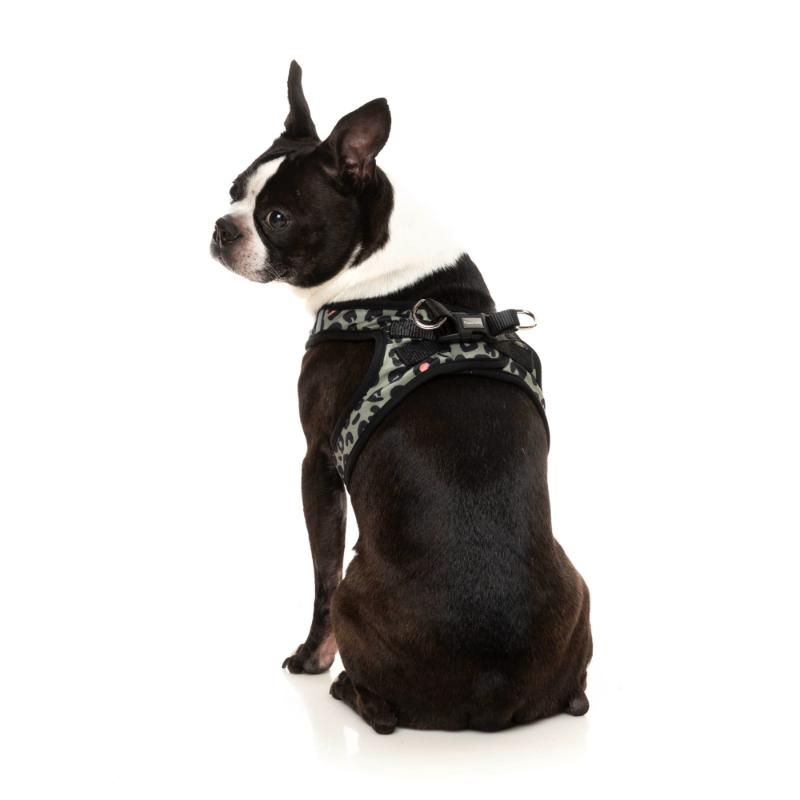 Savanna Dog Step In Harness