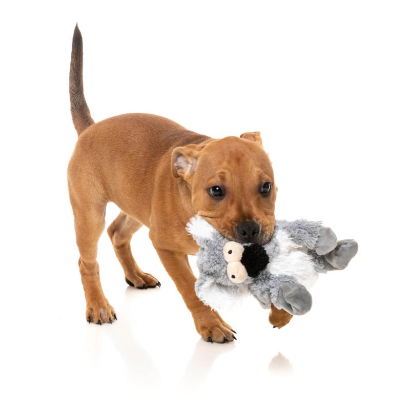 Dog Toy - Flat Out Nasties