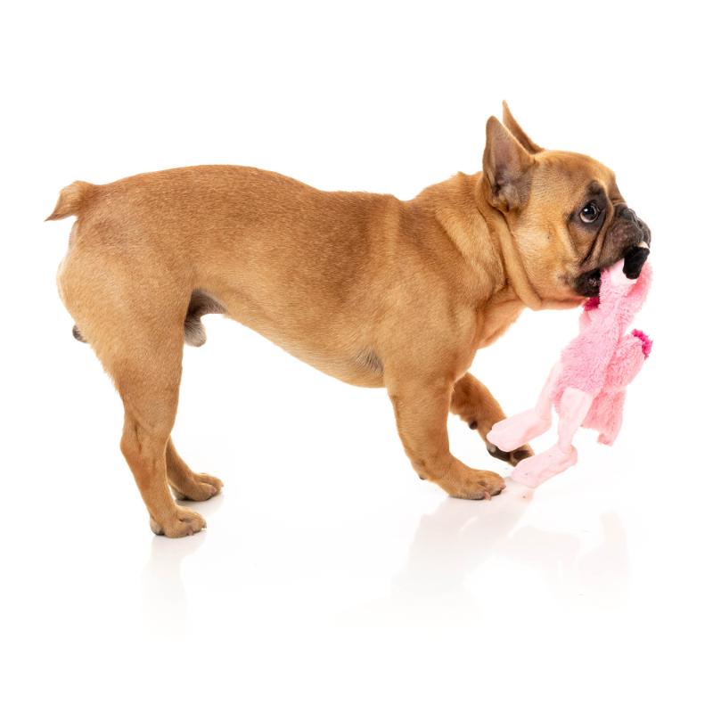 Dog Toy - Flat Out Nasties