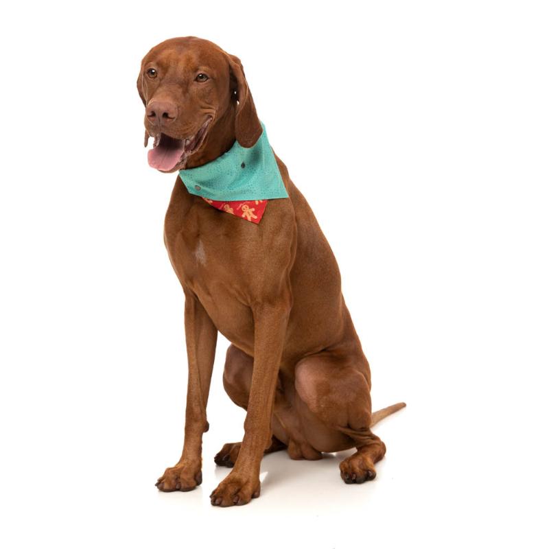 Naughty Ginger Pet Bandana