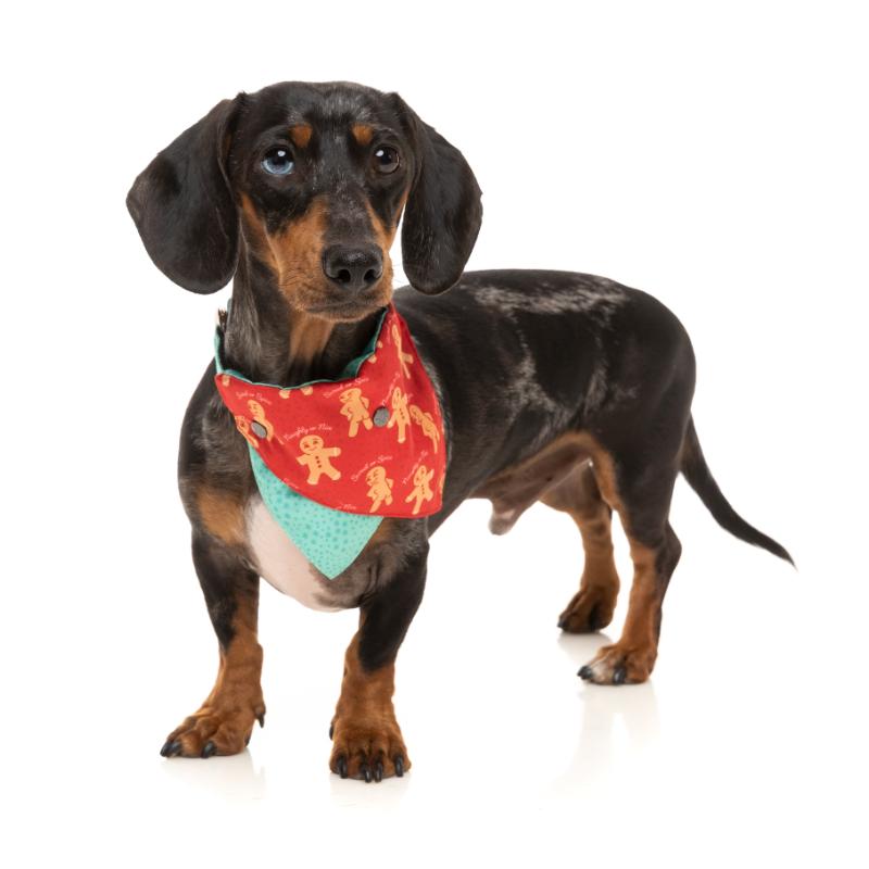 Naughty Ginger Pet Bandana