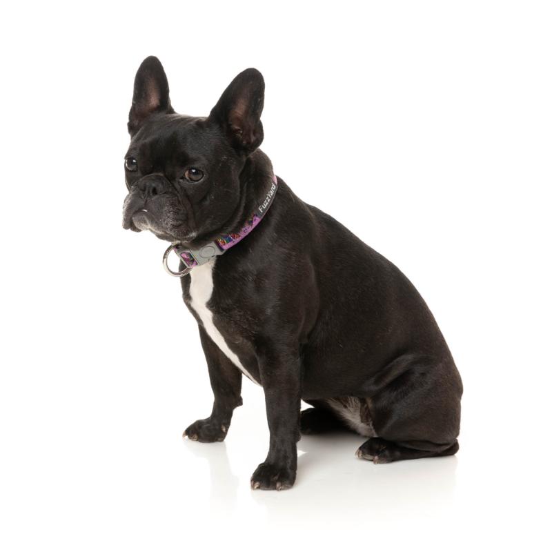 Siesta Fiesta Dog Collar