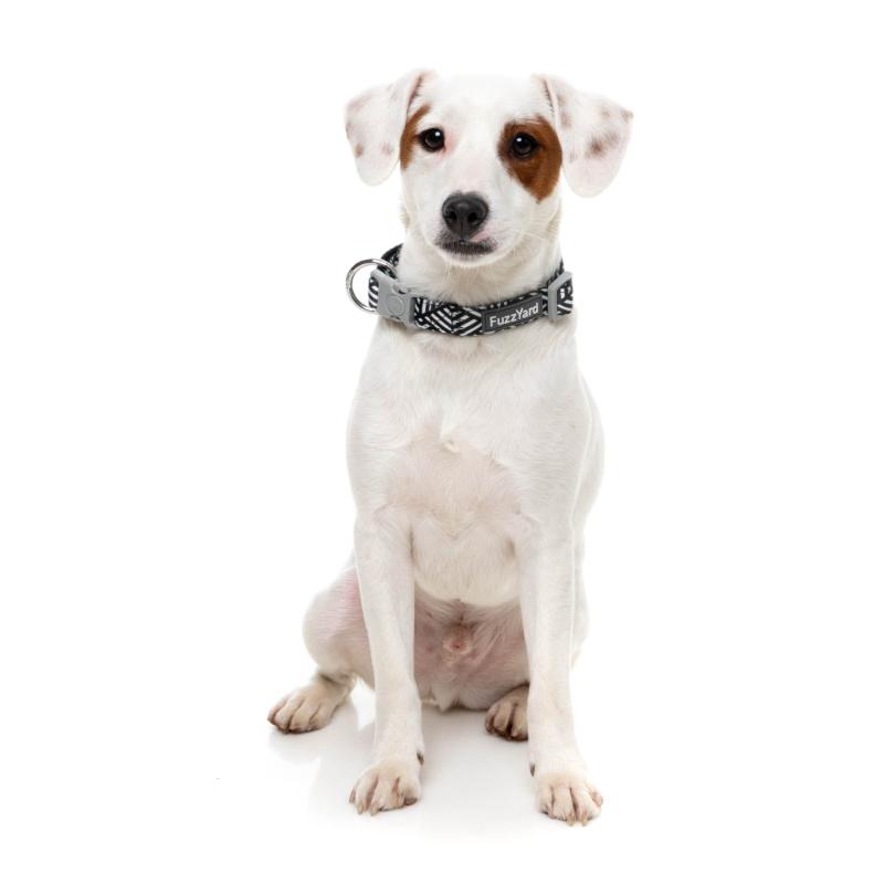 Fitzroy Blue Dog Collar