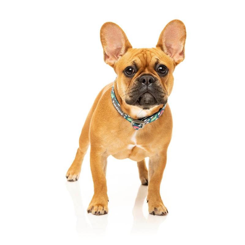 Dinosaur Land Dog Collar