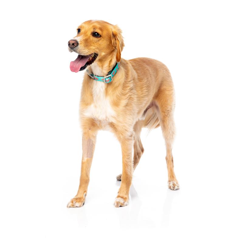 Collier pour chien - Modèle ver.1 