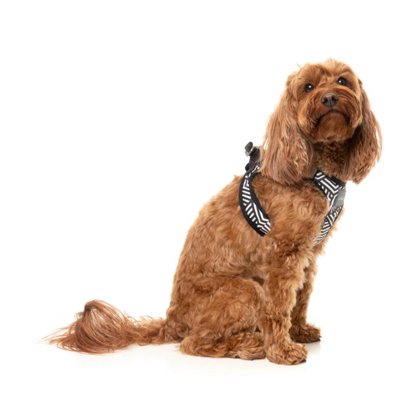 Fitzroy Dog Step In Harness