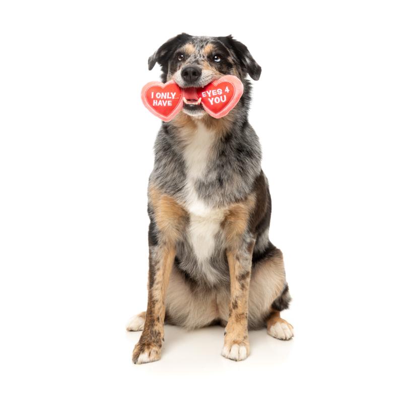 Dog Toy - Valentines Day
