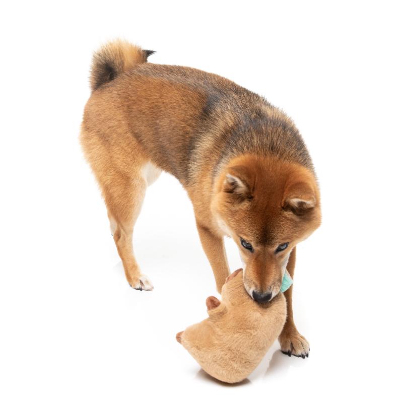 Dog Toy - Happybaras