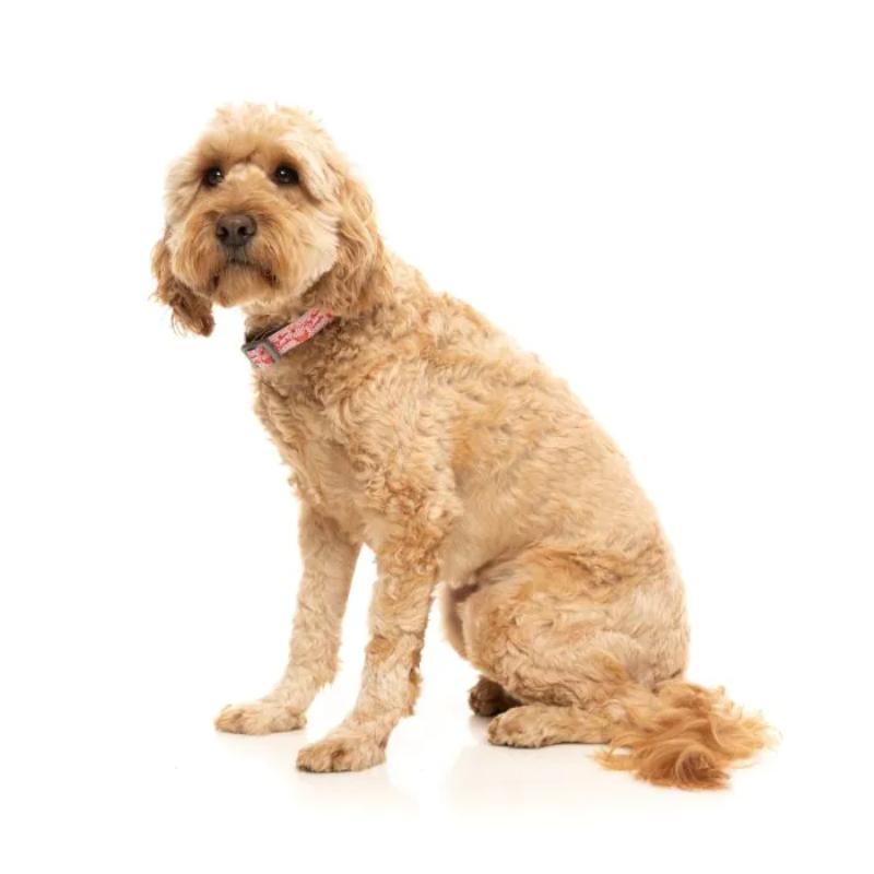 Collier pour chien - Modèle ver.1 